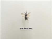 藏品(膜翅目(蜂))的圖片